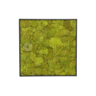 MOSS WALL ART SQUARE 60X60CM 010 (SF)