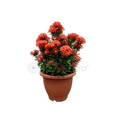 IXORA ASSORTED NO4 (PRN/SO/KH)