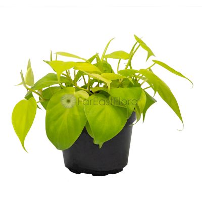 PHILODENDRON SCANDENS GOLD P12C (SL)