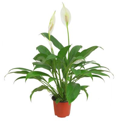 SPATHIPHYLLUM CHOPIN P10C-美酒 (TB/HF)