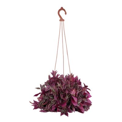 TRADESCANTIA PURPLE ZEBRINA P15C (SH)