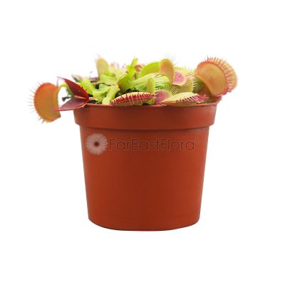 DIONAEA MUSCIPULA ''VENUS FLYTRAP''  P10.5C (YG)