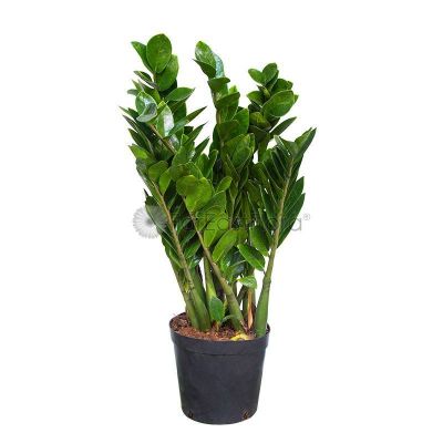 ZAMIOCULCAS ZAMIIFOLIA P15C-金钱树135 (TB/HF)