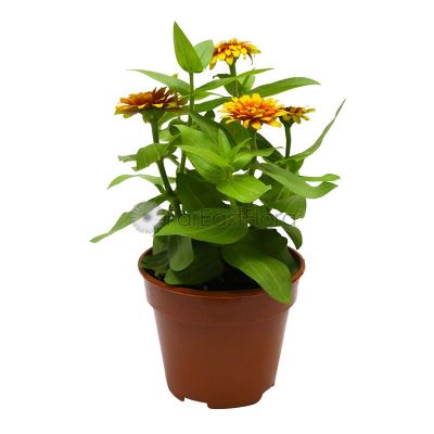 ZINNIA P15C (YX)