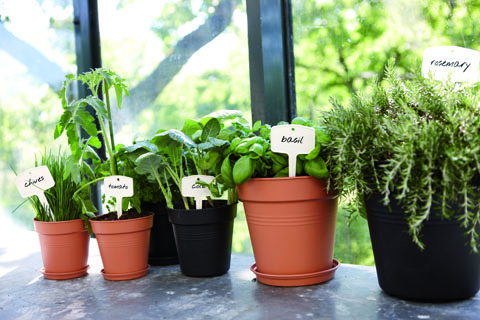 Elho Green Basics Growpot